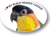 Black Headed Caique Parrot Car Window Decal / Bumper Sticker