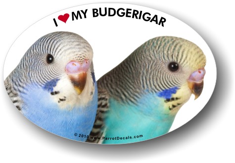 Budgerigar Parrot Car Window Decal / Bumper Sticker